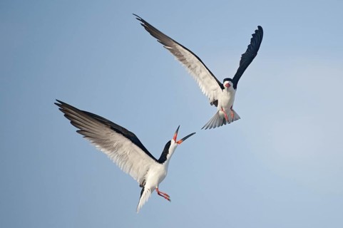 Black Skimmer (Rynchops niger) flying, New York, USA