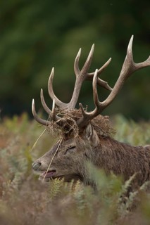 Red deer (Cervus elaphus) adult male stag roaring during the rutting season in autumn with Bracken