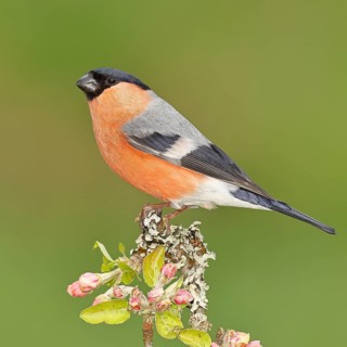 Bullfinch (Pyrrhula pyrrhula) male sitting on a branch with apple blossoms (Malus domestica),