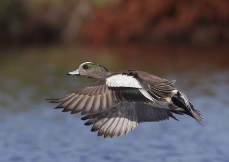 American Wigeon (Mareca americana) male flying, Florida, USA