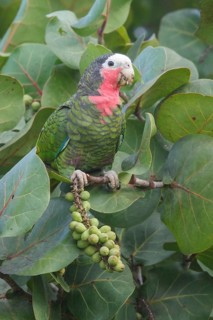 Cuban Parrot (Amazona leucocephala) perched on a branch in Cuba