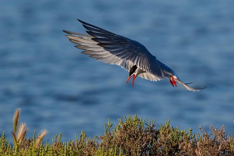 Common Tern (Sterna hirundo) calling in flight, Greece