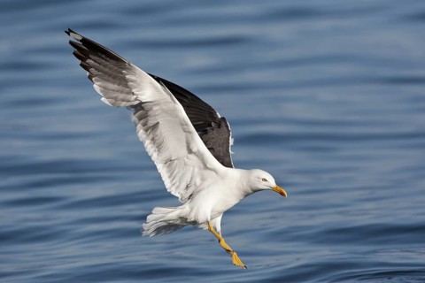 Lesser Black-backed Gull (Larus fuscus) flying, North Sea, Germany