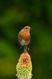 European robin (Erithacus rubecula) adult bird on a garden Red hot poker plant flower in the