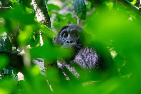 Chimpanzee (Pan Troglodytes), adult male in a tree between leaves, Murchison Falls National Park,