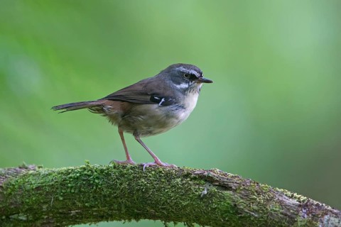White-browed Scrubwren (Sericornis frontalis) perched on a mossy branch, Victoria, Australia
