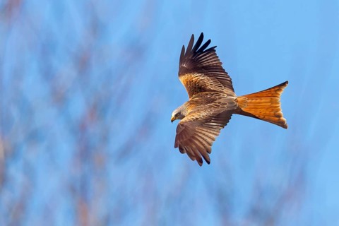 Red Kite, (Milvus milvus), Red Kite, Fork-tailed Kite, King Kite, animals, birds, bird of prey,