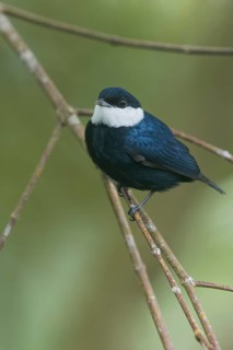 White-ruffed Manakin (Corapipo altera) perched on a branch in Panama