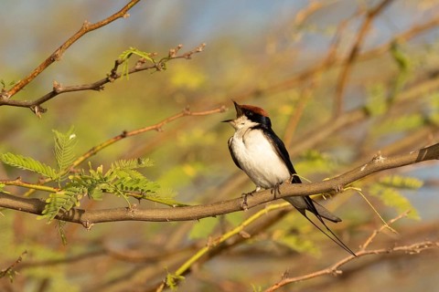 Wire-tailed Swallow (Hirundo smithii) singing, Lake Baringo, Kenya