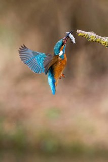 Kingfisher (Alcedo attis), adult male, in flight returning to its perch on a branch with a caught