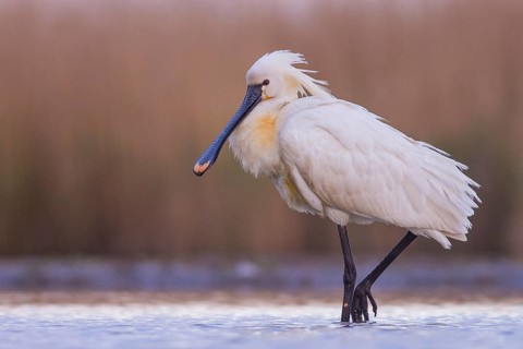 Eurasian Spoonbill (Platalea leucorodia) foraging, Pusztaszer, Hungary