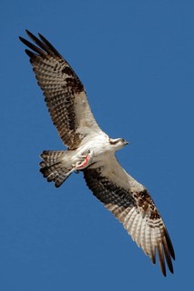 Western Osprey (Pandion haliaetus) flying, British Columbia, Canada