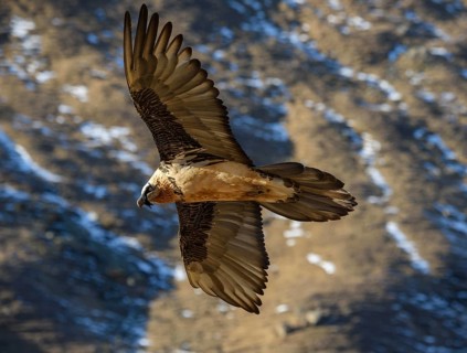 Animals, birds, vultures, bearded vultures, aerial view, lamb vultures, bird of prey, (Gypaetus