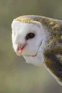 Western Barn Owl (Tyto alba), Arizona, USA