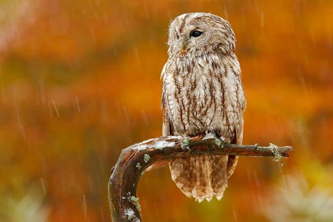 Autumn orange forest. Tawny owl in the forest with tit bird in the talon. Brown owl sitting on tree