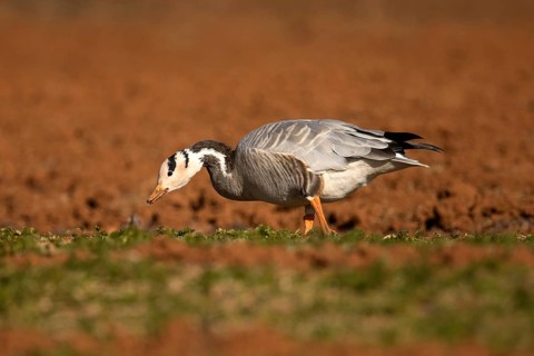 Bar-headed Goose (Anser indicus) foraging, Yunnan, China