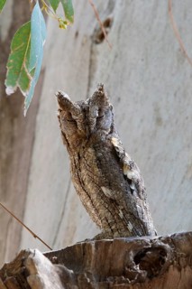 Eurasian Scops Owl (Otus scops), Lesvos, Greece