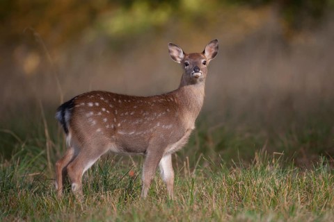 Sika deer (Cervus nippon) juvenile young female doe fawn standing in a woodland clearing in autumn,