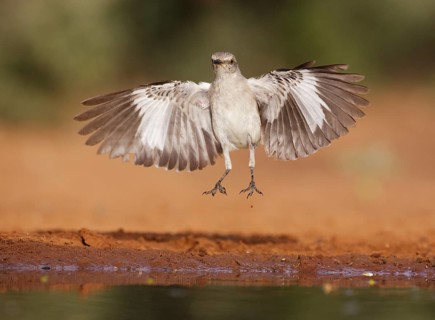 Northern Mockingbird (Mimus polyglottos) flying, Texas, USA