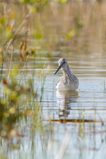 Common greenshank (Tringa nebularia), walking on marsh, Galicia, Spain