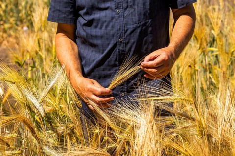 Leibniz Institute of Plant Genetics and Crop Plant Research (IPK) . Experimental field. Winter