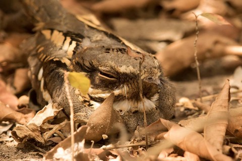 Long-tailed Nightjar (Caprimulgus climacurus), Gambia