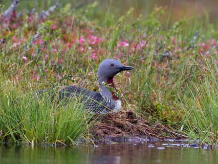 Red-throated Loon (Gavia stellata) on nest, Sweden