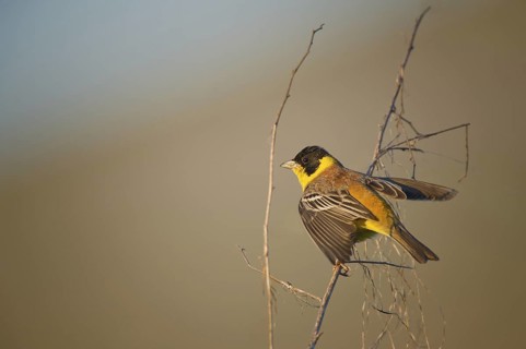 Black-headed Bunting (Emberiza melanocephala) male perched on a branch, Bulgaria