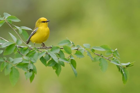 Blue-winged Warbler (Vermivora cyanoptera) male perched on a branch, Texas, USA
