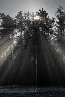 Rays of light in the forest, Emsland, Lower Saxony, Germany