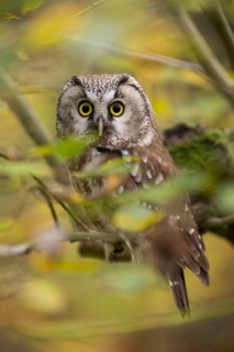Boreal Owl (Aegolius funereus) perched on a branch, Bavaria, Germany