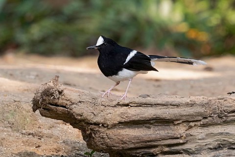 White-crowned Forktail (Enicurus leschenaulti indicus) perched on a log, Yunnan, China