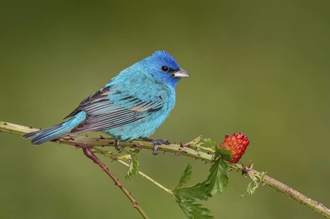 Indigo Bunting (Passerina cyanea) male perched on a branch, Texas, USA