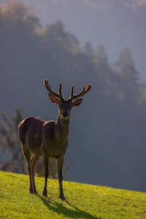 One Red Deer stag (Cervus elaphus) stands on a meadow in backlit condition. A forest in the distant