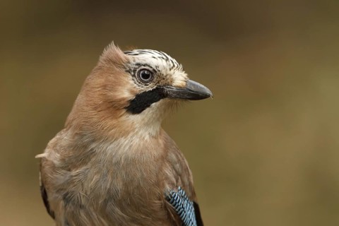 Eurasian Jay (Garrulus glandarius), Utrecht, Netherlands