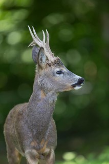 Portrait of a male Roe Deer, Roe buck (Capreolus capreolus). Some green vegetation in the distant