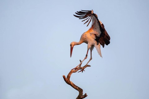 White Stork (Ciconia ciconia), North Rhine-Westphalia, Germany