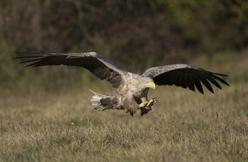 White-tailed Eagle (Haliaeetus albicilla) flying, Poland