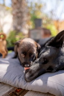 A young puppy lovingly licks its sleeping parent face on a comfortable cushion outdoors. The