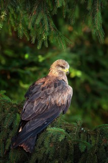 Black Kite, Milvus migrans, brown bird of prey sitting on spruce tree branch with cone. Kite in the