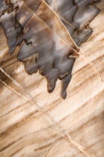 A macrophotograph of the intricate structural detail in fossilized Araucarioxylon arizonicum wood,