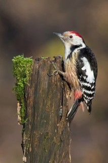 Middle Spotted Woodpecker (Dendrocoptes medius) climbing up old mossy tree trunk, Poland