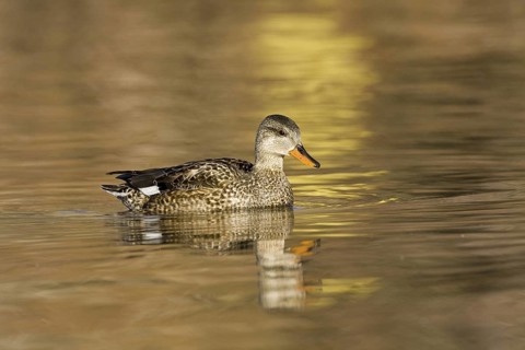 Gadwall (Mareca strepera) female, Madrid, Spain