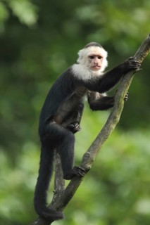 White-headed capuchin (Cebus capucinus), adult, captive