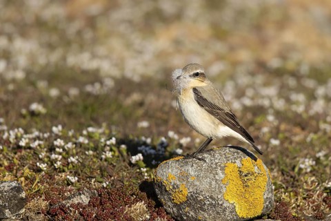 Northern Wheatear (Oenanthe oenanthe) female with nesting material in its beak, Smaland, Sweden