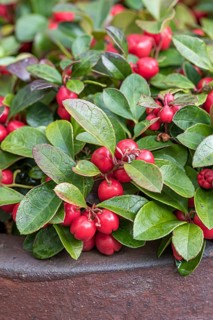 Carpet berry (Gaultheria procumbens), Manfred Eberhardt Garden, Germany