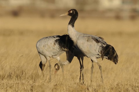 Black-necked Crane (Grus nigricollis) foraging, Tibet, China