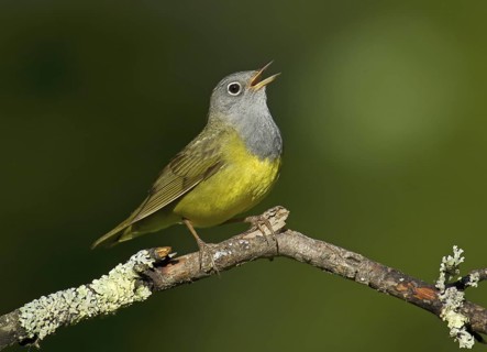 Connecticut Warbler (Oporornis agilis) singing, Wisconsin, USA