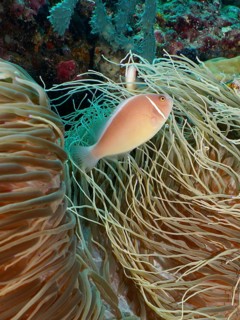A single pink-coloured fish, collar anemonefish (Amphiprion perideraion), swimming between dense