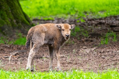 European bison (Bison bonasus) youngster on a meadow in summer, Bavarian Forest, Germany